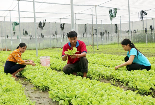 Bản tin n&#244;ng sản 2/7: Doanh nghiệp t&#236;m đường v&#224;o chuỗi cung ứng - Ảnh 3