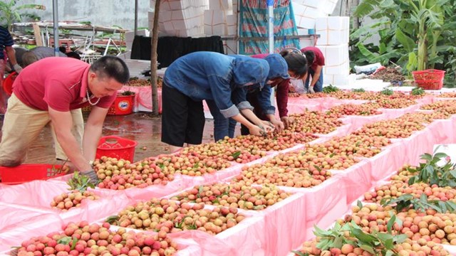 Bản tin n&#244;ng sản 4/7: Xuất khẩu tăng trưởng trong kh&#243; khăn - Ảnh 3