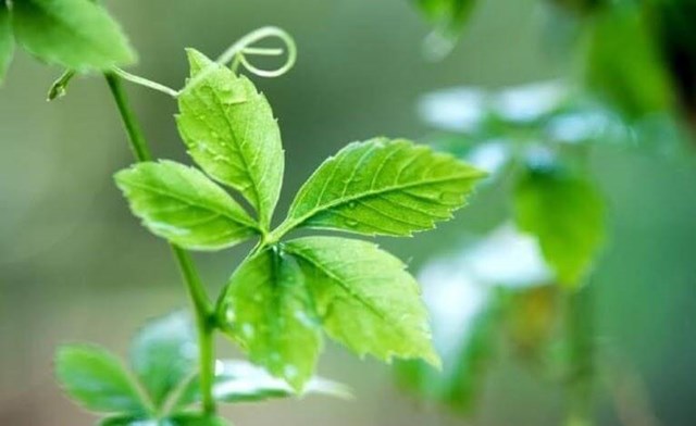 Giảo cổ lam: Thảo dược &quot;nh&#226;n s&#226;m phương Nam&quot; v&#224; những c&#244;ng dụng sức khỏe vượt trội - Ảnh 1