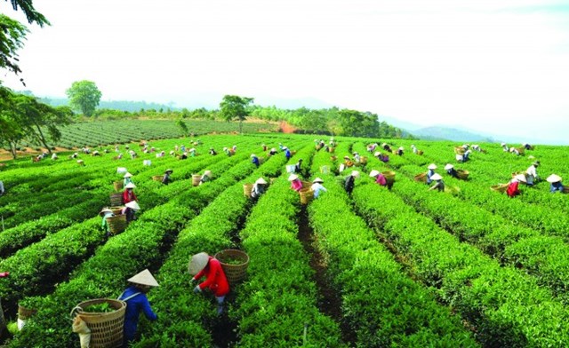 Xuất khẩu ch&#232; được dự b&#225;o tiếp tục tăng trưởng trong thời gian tới bất chấp đại dịch - Ảnh 1