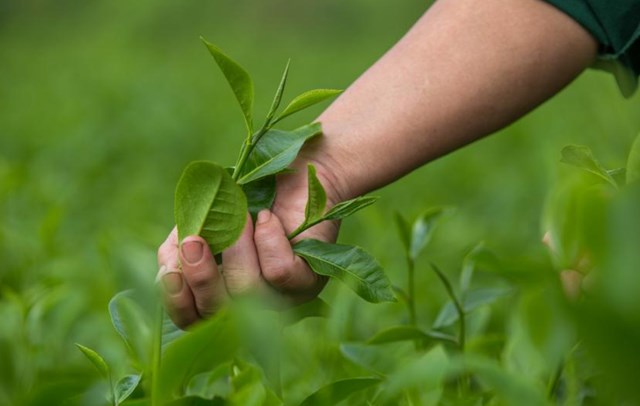 Tiêu dùng xanh không chỉ là xu hướng, mà là chìa khóa giúp chè Việt nâng tầm giá trị và vươn xa bền vững. Ảnh minh họa