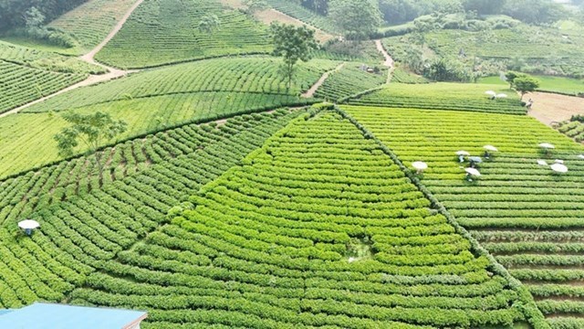 Thay đổi tư duy sản xuất tại vùng chè Chợ Mới - Ảnh 1