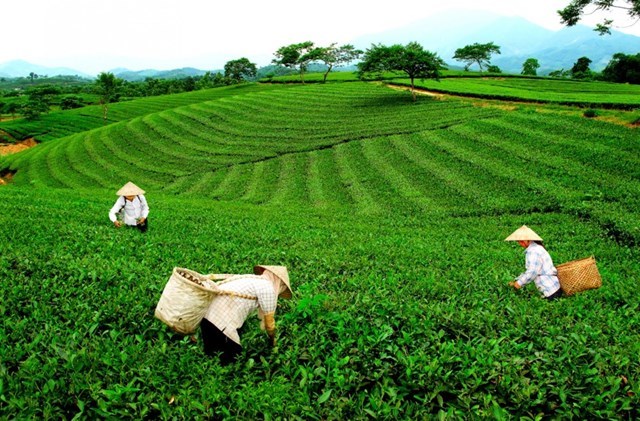 Thay đổi tư duy sản xuất tại vùng chè Chợ Mới - Ảnh 2