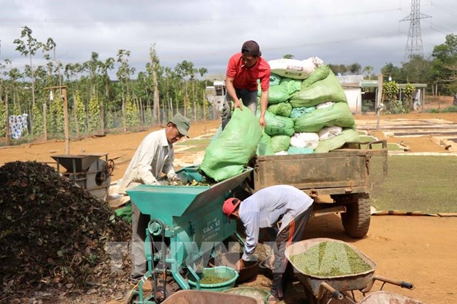 Bản tin n&#244;ng nghiệp 6/7: Khơi th&#244;ng d&#242;ng chảy cho hạt gạo Việt - Ảnh 2