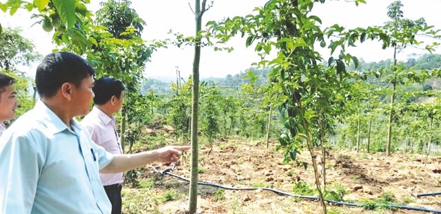 Mô hình kinh tế trang trại đang mang lại hiệu quả cho hoạt động sản xuất nông nghiệp