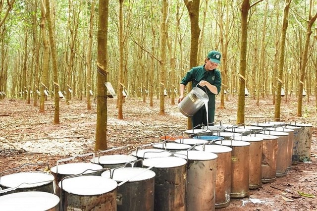 Bản tin n&#244;ng nghiệp 7/7: Xuất khẩu gạo sang Mỹ tăng vọt - Ảnh 2