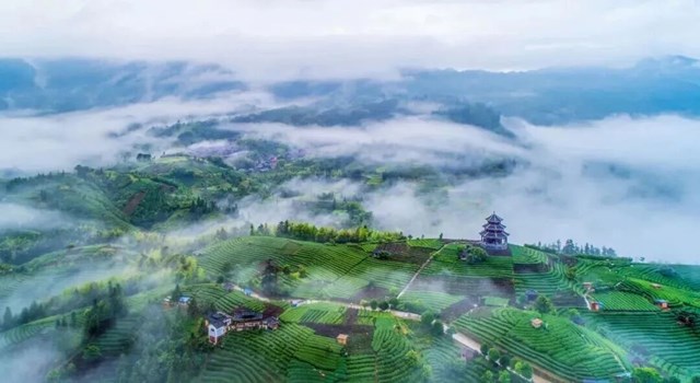 Xu hướng ứng dụng công nghệ nhập vai và số hóa trải nghiệm trong ngành trà Trung Quốc - Ảnh 3