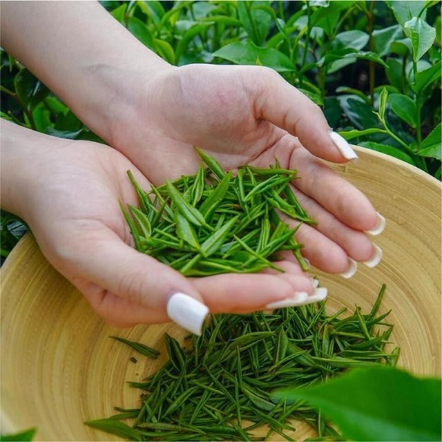 Ảnh hưởng của chiều cao cây chè đến chất lượng búp và hậu vị trong sản xuất trà đinh - Ảnh 1