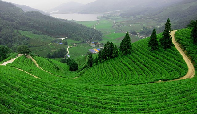 Thổ nhưỡng và vi khí hậu Tân Cương: Những yếu tố tự nhiên định hình hương vị trà - Ảnh 2