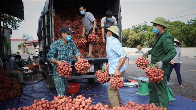 Bản tin n&#244;ng sản 9/7: Giảm &#225;p lực xuất khẩu khi n&#244;ng sản đến vụ - Ảnh 2