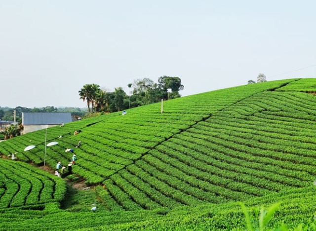 Thái Nguyên đẩy mạnh trồng mới, cải tạo giống và ứng dụng kỹ thuật hiện đại để hướng tới 275.000 tấn chè búp tươi năm 2025.