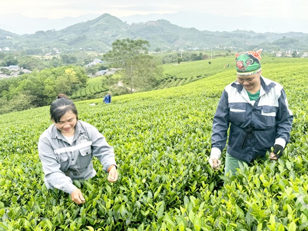 Người dân xã Phú Lạc thu hái chè chính vụ.