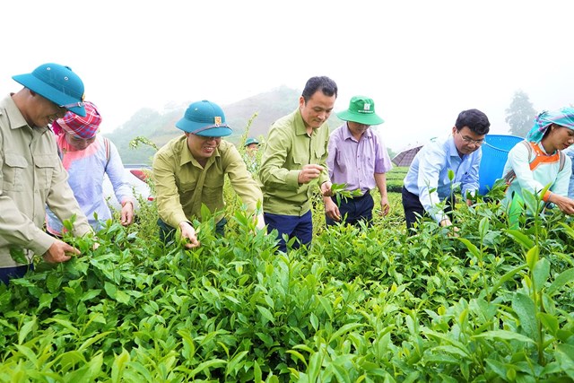 Vùng chè áp dụng tiến bộ khoa học kỹ thuật giúp tăng năng suất và chất lượng cây chè tại tỉnh Lào Cai. Ảnh nguồn internet