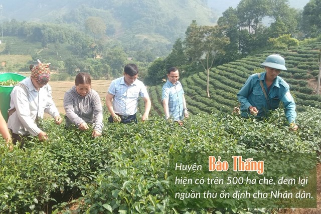 Ph&#225;t triển kinh tế từ c&#226;y ch&#232; tại huyện Bảo Thắng - Ảnh 1