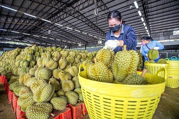 Sầu ri&ecirc;ng đủ ti&ecirc;u chuẩn xuất khẩu, đang được ph&acirc;n loại tại vựa. Ảnh minh họa