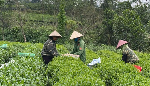 Hiện nay, Thái Nguyên có trên 6.000ha chè đạt tiêu chuẩn VietGAP.
