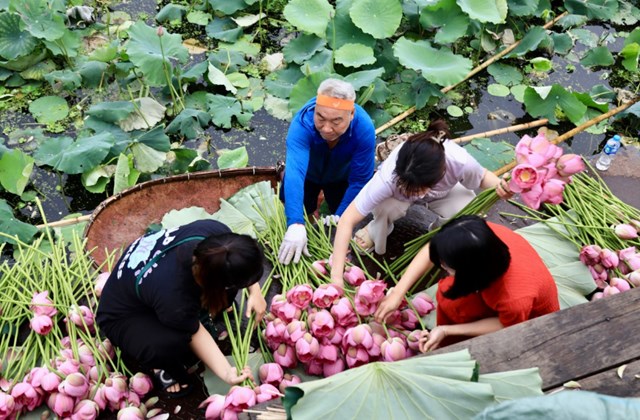 Sen Tây Hồ, đặc biệt là giống sen Bách Diệp đầm Trị, từ lâu đã được xem là “đệ nhất hương sen”.