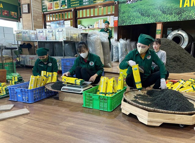 Sản xuất chè an toàn nâng chất lượng, giúp Thái Nguyên có 195 sản phẩm đạt OCOP 3–5 sao.