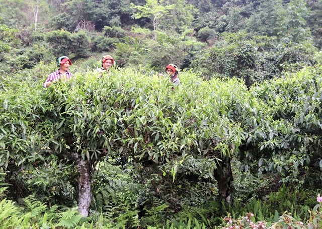 Bảo vệ v&#249;ng ch&#232; di sản tr&#234;n d&#227;y T&#226;y C&#244;n Lĩnh - Ảnh 1