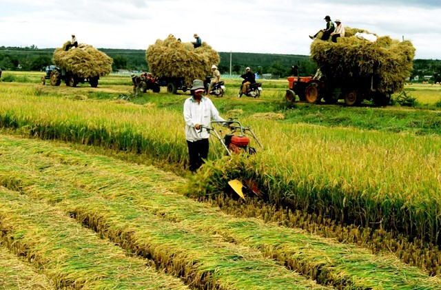 Bản tin n&#244;ng sản 15/7: H&#236;nh th&#224;nh mạng lưới ti&#234;u thụ n&#244;ng sản - Ảnh 3