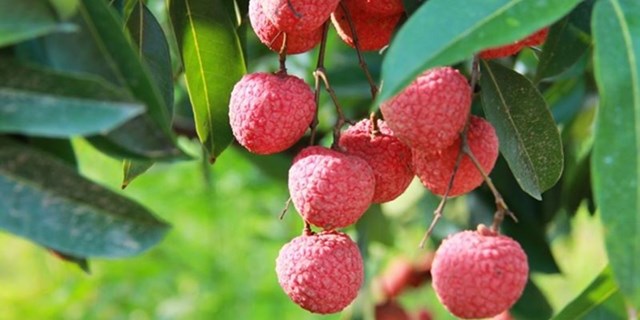 Bản tin n&#244;ng sản 15/7: H&#236;nh th&#224;nh mạng lưới ti&#234;u thụ n&#244;ng sản - Ảnh 4