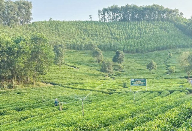 Chè Việt đang chuyển mình mạnh mẽ để trở thành biểu tượng mới cho xu hướng tiêu dùng xanh.Ảnh minh họa
