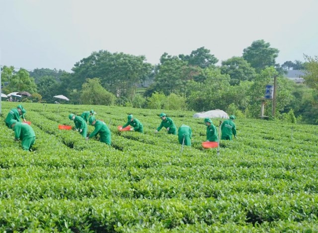 Liên kết FDI & tư nhân là bệ phóng chiến lược, giúp chè Việt nâng tầm giá trị, chuyển mình mạnh mẽ và khẳng định vị thế trên chuỗi cung ứng toàn cầu với bản sắc riêng.