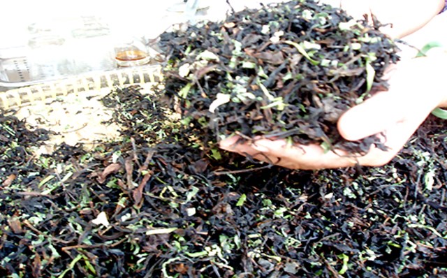 Một trong những điều làm nên sự khác biệt trong hương vị của trà Phú Hội là cách chế biến dân dã của người dân nơi đây. 