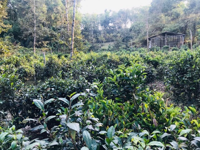 Trà Phú Hội mang vị đất phương Nam, là kết tinh của nghệ thuật, ký ức và tình người suốt trăm năm.