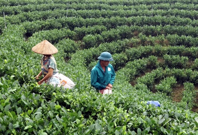Sau hợp nhất, Thái Nguyên có gần 25.000ha chè, trong đó hơn 23.000ha cho thu hoạch.