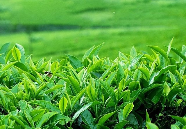 Lượng chè nhập khẩu của thị trường Indonesia từ Việt Nam trong 4 tháng đầu năm 2025 tăng 6%. Ảnh minh hoạ