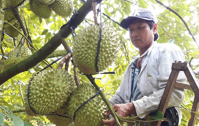 Bản tin n&#244;ng sản 16/7: Mở rộng thị trường xuất khẩu n&#244;ng sản - Ảnh 3