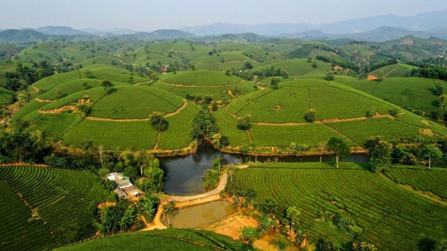 Đánh thức tiềm năng du lịch xanh từ những đồi chè trung du - Ảnh 1