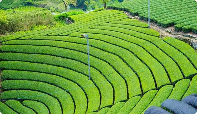 Nhật Bản siết quản lý, bảo hộ thương hiệu trà trên toàn cầu - Ảnh 1