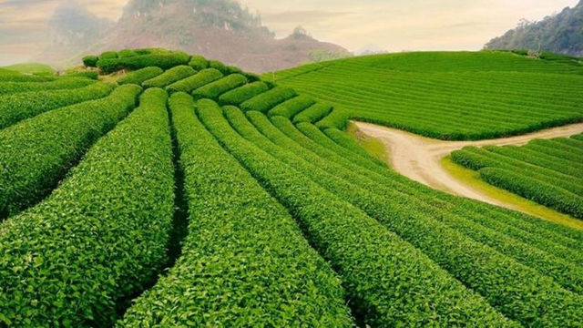 Bản đồ trà Ô long Việt: Từ giống ngoại nhập đến đặc sản bản địa - Ảnh 4