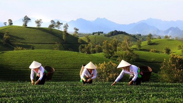 Đánh thức tiềm năng du lịch xanh từ những đồi chè trung du - Ảnh 2