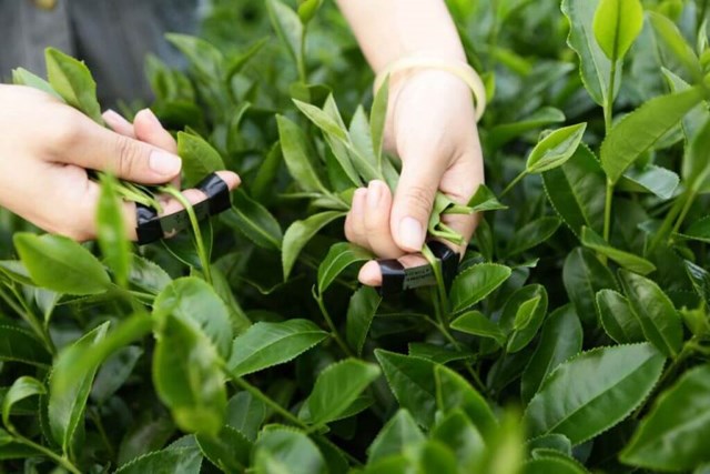 Bản đồ trà Ô long Việt: Từ giống ngoại nhập đến đặc sản bản địa - Ảnh 1