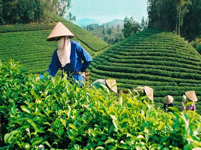 Các doanh nghiệp, hợp tác xã và hộ sản xuất được khuyến nghị nâng cao chất lượng, mở rộng kênh tiếp thị và chủ động đáp ứng các tiêu chuẩn quốc tế.