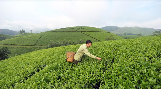 Ngành chè Việt đổi thay nhờ sức bật và tư duy đổi mới từ khu vực tư nhân. Ảnh minh họa