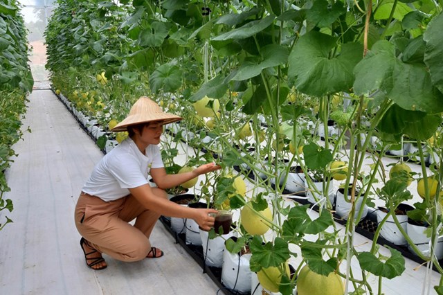 Bản tin n&#244;ng sản 19/7: N&#226;ng cao chất lượng đặc sản, n&#244;ng sản - Ảnh 2