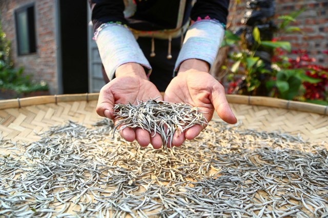 Nghệ thuật chế biến tr&#224; Shan tuyết - Ảnh 1