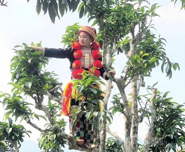 Người Dao đỏ thôn Phia Chang, xã Hồng Thái coi cây chè Shan tuyết như một phần không thể thiếu, một món quà quý của thiên nhiên ban tặng.