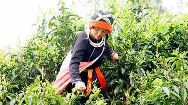Trà Shan tuyết chỉ đạt đến độ ngon đỉnh cao vào lúc sớm tinh mơ.
