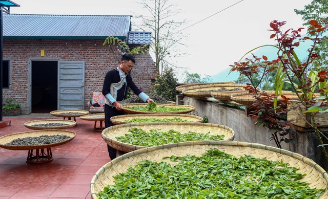 Làm héo giúp lá trà giảm nước, giữ độ mềm, màu sắc và dưỡng chất.