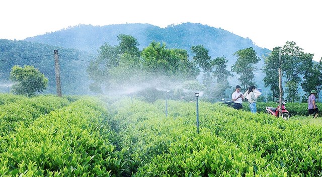 Ứng dụng dữ liệu số tại các vùng chè Thái Nguyên - Ảnh 1