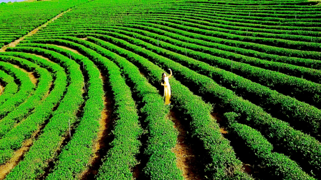 L&#226;m Đồng hướng tới mục ti&#234;u trở th&#224;nh &quot;trung t&#226;m tr&#224; thế giới&quot;  - Ảnh 1