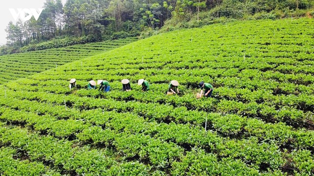 Cuộc chuyển mình của chè Thái Nguyên trước làn sóng tiêu dùng mới - Ảnh 1