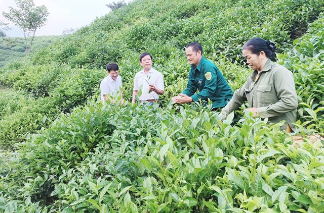 Cây chè đang trở thành tâm điểm trong chiến lược chuyển đổi giống nông sản của tỉnh Lào Cai.