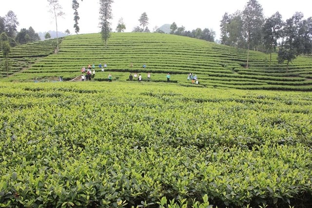 Năm 2025, Lào Cai sẽ chuyển 2.625 ha đất kém hiệu quả sang cây chủ lực, trong đó 320 ha trồng chè.