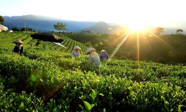 Chè Thái Nguyên đang chuyển mình mạnh mẽ với mô hình hợp tác xã làm hạt nhân và công nghệ 4.0 làm đòn bẩy.